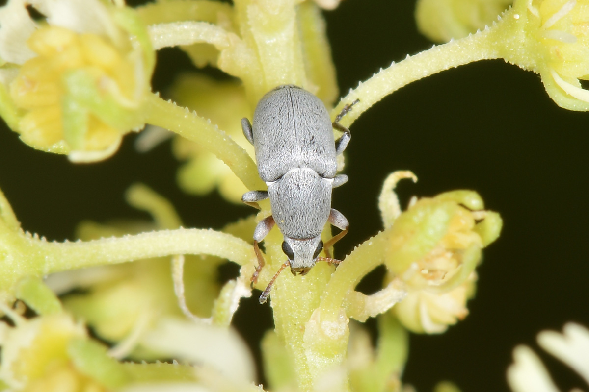 Anthribidae: Bruchela rufipes? S.